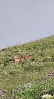Горные козлы на склонах горы Хуступ в Мартуни (Гегаркуник), фото Никола Пашиняна