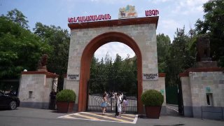 Львы и тигры в карантинной зоне Ереванского зоопарка, перевезенные из особняка Гагика Царукяна